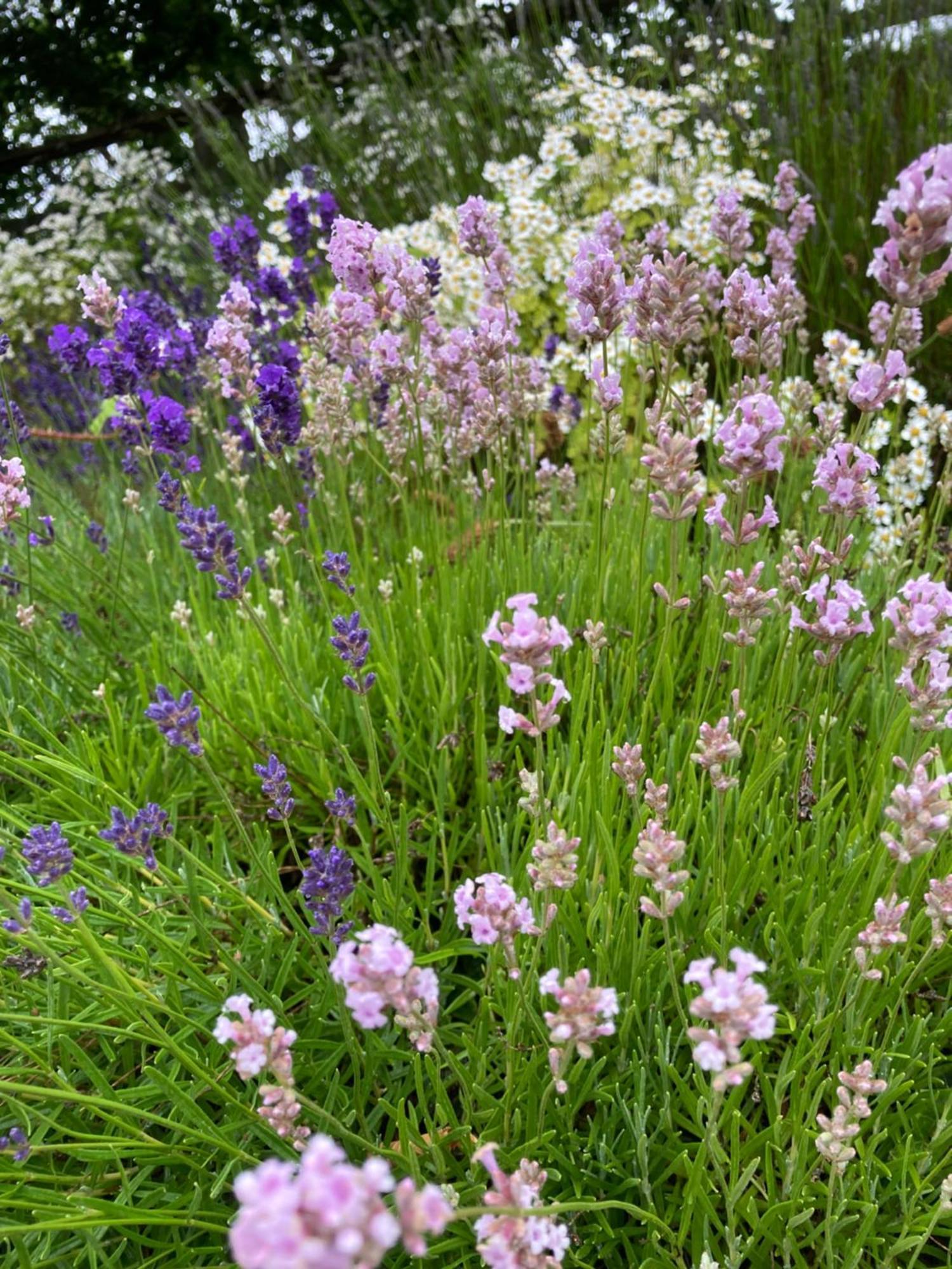 Lavender Cottage 글로스터 외부 사진